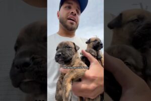 Couple Refuses To Leave Without Rescuing Dog Mom And Puppies | The Dodo  #thedodoanimals #dog