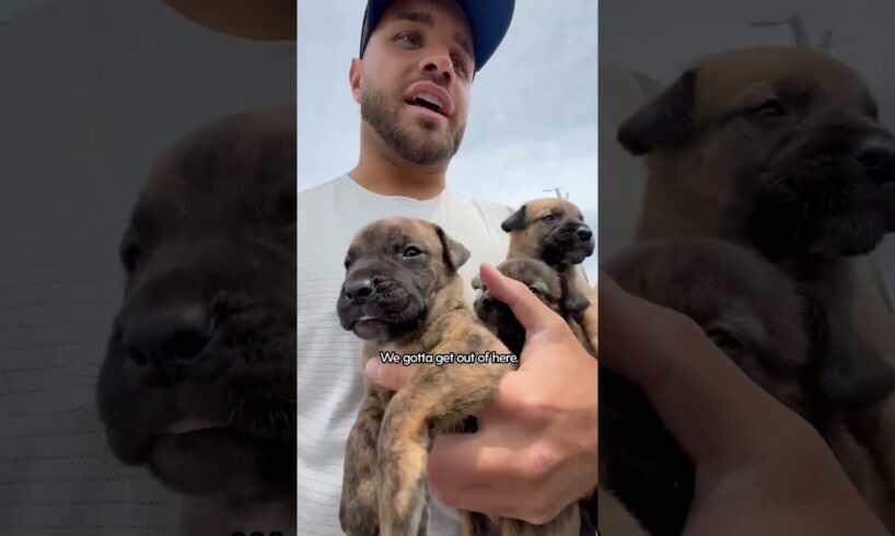 Couple Refuses To Leave Without Rescuing Dog Mom And Puppies | The Dodo  #thedodoanimals #dog