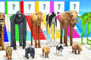 Cow Elephant Tiger Gorilla Lion 3d Animal Choose the RIGHT Animals ESCAPE ROOM CHALLENGE MYSTERY BOX