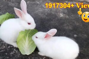 Cute Baby Rabbits Playing,Feeding Activities | Bunny Rabbit (Baby Rabbits)