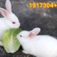 Cute Baby Rabbits Playing,Feeding Activities | Bunny Rabbit (Baby Rabbits)