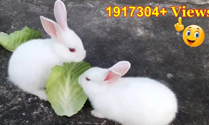 Cute Baby Rabbits Playing,Feeding Activities | Bunny Rabbit (Baby Rabbits)