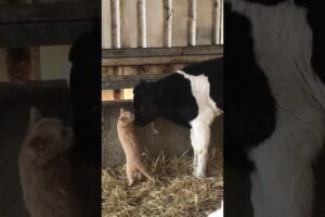 Cute Kitten Licks Baby Cow Friend