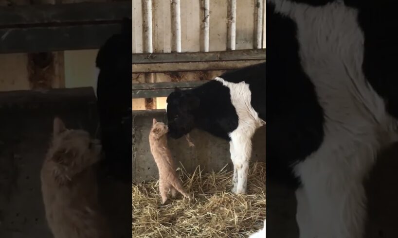 Cute Kitten Licks Baby Cow Friend