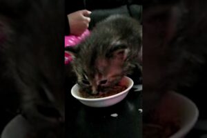 Cute Kitten Slips While Snacking! 😹🍲💖