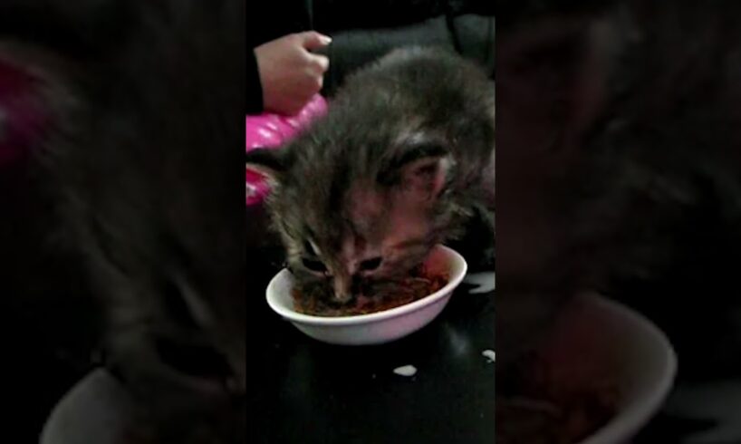 Cute Kitten Slips While Snacking! 😹🍲💖