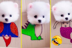 Cute Pomeranian Puppies Doing Funny Things #8 | Cute and Funny Dogs - Mini Pom