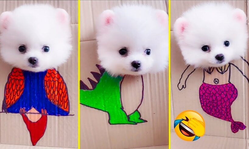 Cute Pomeranian Puppies Doing Funny Things #8 | Cute and Funny Dogs - Mini Pom