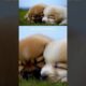 Cute Puppies Cuddling