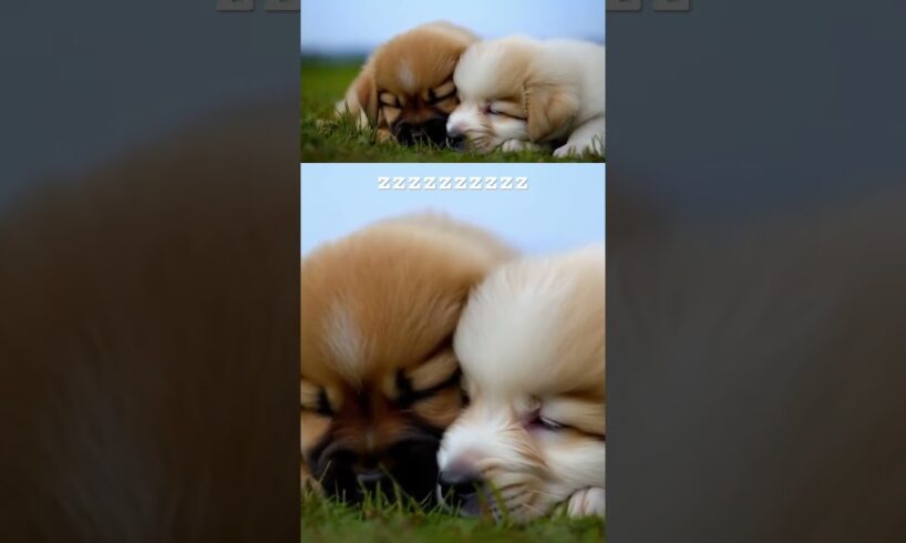 Cute Puppies Cuddling