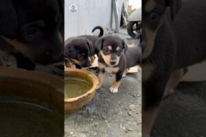 Cute Puppies Drink Water from Handmade Desert Bowl After Eating ❤️ So Cute 🐾 #puppies #dog #puppy