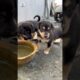 Cute Puppies Drink Water from Handmade Desert Bowl After Eating ❤️ So Cute 🐾 #puppies #dog #puppy