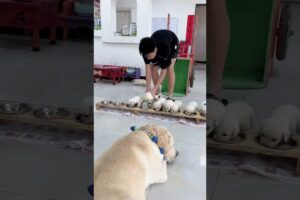 Cute Puppies Eating Meal While Mother Is Guarding Them #cutepuppy #puppy #doglovers