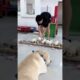 Cute Puppies Eating Meal While Mother Is Guarding Them #cutepuppy #puppy #doglovers