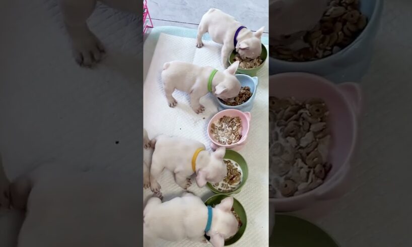 Cute Puppies Eating Meal #cutepuppy #puppy #doglovers