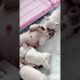 Cute Puppies Playing With Mama #cutepuppy #puppy #doglovers