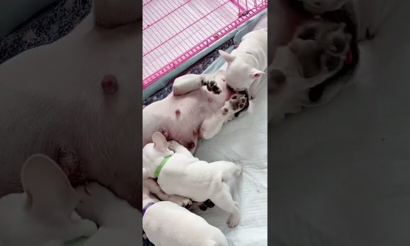 Cute Puppies Playing With Mama #cutepuppy #puppy #doglovers