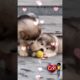 Cute Puppies Tumbling and falling