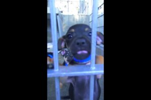 Cute Puppies at the Animal Shelter! #shorts #blippi #animals