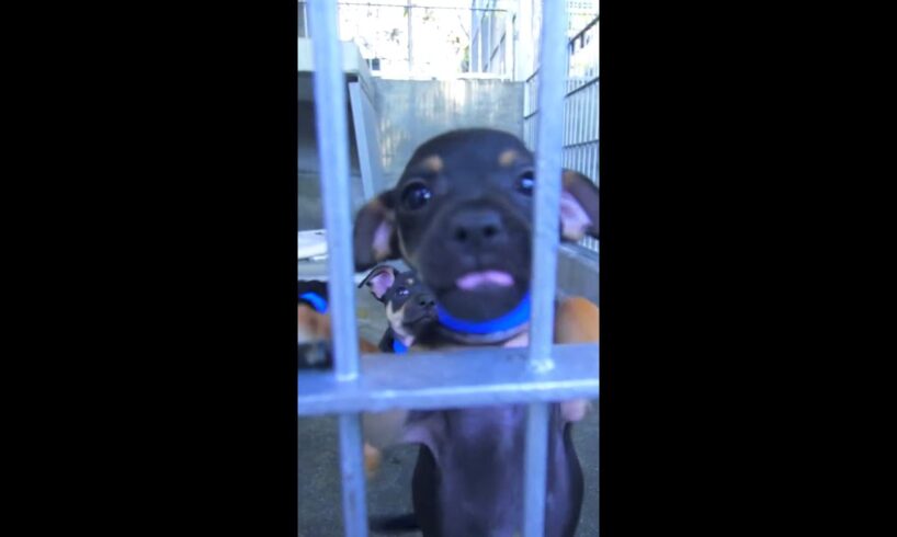 Cute Puppies at the Animal Shelter! #shorts #blippi #animals