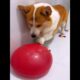 Cute Puppies 🥰♥ super funny Corgi ♥ #shorts #2024