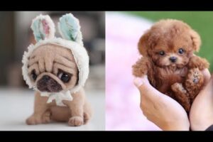 Cute Teacup Puppies Doing Funny Things 2021 || Funny and Cute Dogs Video Compilation