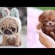 Cute Teacup Puppies Doing Funny Things 2021 || Funny and Cute Dogs Video Compilation