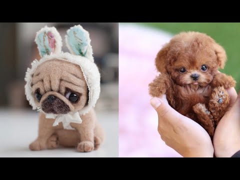 Cute Teacup Puppies Doing Funny Things 2021 || Funny and Cute Dogs Video Compilation