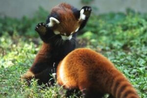 Cute and Funny Moments with 🥰 Red Panda Compilation : 12 Interesting Facts about Red Panda