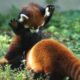 Cute and Funny Moments with 🥰 Red Panda Compilation : 12 Interesting Facts about Red Panda