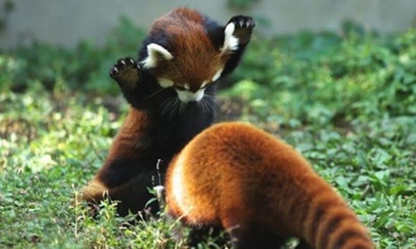 Cute and Funny Moments with 🥰 Red Panda Compilation : 12 Interesting Facts about Red Panda