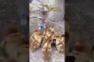 Cute animals #shorts #ytshots #funny #funnyanmials #animals #cuteanimls #funnycreatures #radha rani