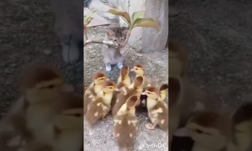 Cute animals #shorts #ytshots #funny #funnyanmials #animals #cuteanimls #funnycreatures #radha rani