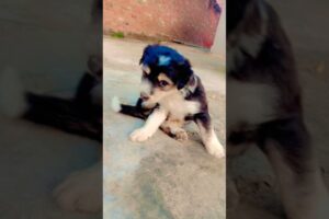 Cute baby dog | natkhat dog | cute puppies | #doglover #dog #cute #cutepuppy #puppyvideos #puppypic