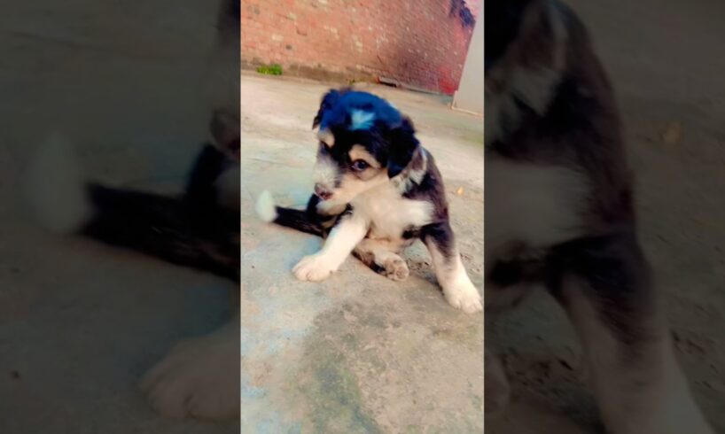 Cute baby dog | natkhat dog | cute puppies | #doglover #dog #cute #cutepuppy #puppyvideos #puppypic