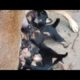 Cute puppies Drinking Brest milk and milk#Cute puppies #please subscribe