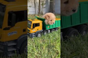 Cute puppies and a toy dump truck 🐾🐶🚛