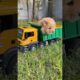 Cute puppies and a toy dump truck 🐾🐶🚛