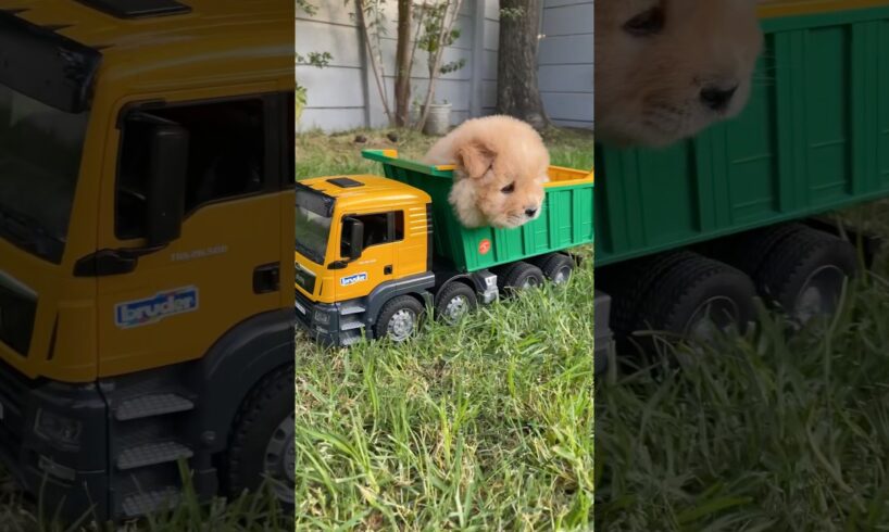 Cute puppies and a toy dump truck 🐾🐶🚛