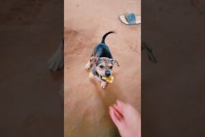 Cute puppies eat bread 🤤 #dog #puppy #animals #doglover