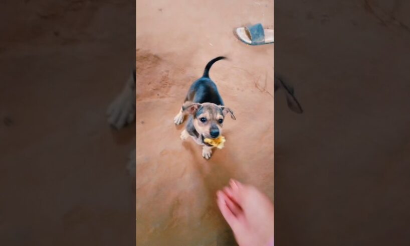 Cute puppies eat bread 🤤 #dog #puppy #animals #doglover