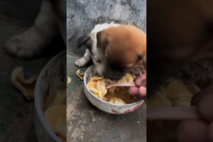 Cute puppies got Delious food #youtubeshorts