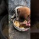 Cute puppies got Delious food #youtubeshorts