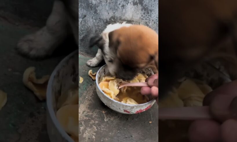 Cute puppies got Delious food #youtubeshorts