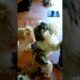 Cute puppies in pet restaurant #shorts #short #pets #viralvideo #trending