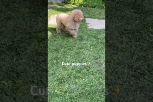 Cute puppies on the backyard #puppy #dog #poodle #goldenretriever #vlog #puppyvideos #puppyface #fyp