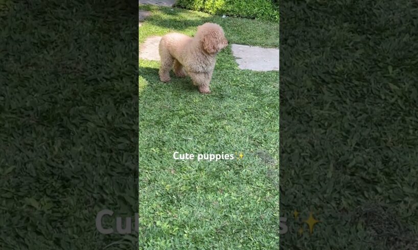 Cute puppies on the backyard #puppy #dog #poodle #goldenretriever #vlog #puppyvideos #puppyface #fyp