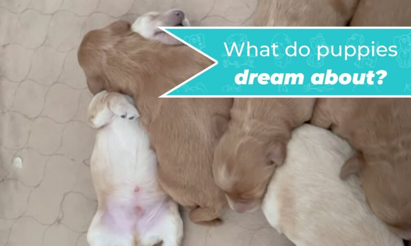 Cute puppies sleeping