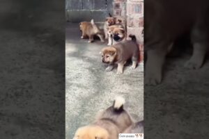 Cute puppies video animal care video#short #viral#shorts #short #viral#shortsfeed #viral 🐕❤️