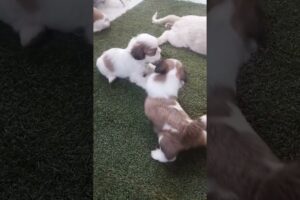 Cute puppies🐶🐶❤❤🤣🤣 #viralvideo #puppy #trending #doglover #shorts #funny